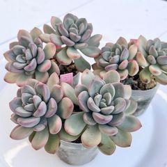 ミックスベリア 青札 おらいさん苗 カット苗セット 多肉植物 - メルカリ
