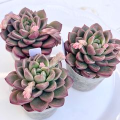 多肉植物寄せ植え⭐︎そのまま飾れる⭐︎ピンク - メルカリ