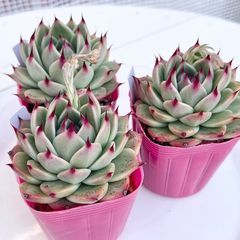 新入荷 大人気 多肉植物 エケベリア ネオンライト 大株 超美苗 レア種