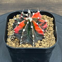 Agave titanota oteroi 'South Africa Diamond' SAD アガベ チタノタ