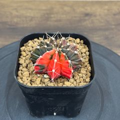 Agave titanota oteroi 'Caesar' アガベ チタノタ オテロイ シーザー