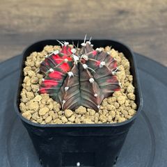 Agave titanota oteroi 'Caesar' アガベ チタノタ オテロイ シーザー