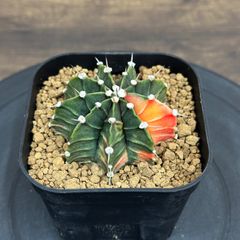 Agave titanota oteroi 'Caesar' アガベ チタノタ オテロイ シーザー