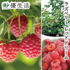 toさん専用　ちばちゃんの安心♡元気なタネと、果樹苗と、野菜たち toさん専用 ちばちゃんの安心♡元気なタネと、果樹苗と、野菜たち