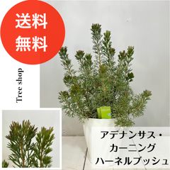 バンクシア テルマチアエ 鉢植えB 苗 苗木 オージープランツ - メルカリ