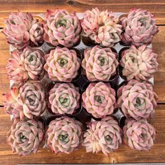 多肉植物　XY368　ピンククリスタル　16苗　土根付き　エケベリア　セダム　アエオニウム　韓国苗　第四種郵便で発送　寄せ植え　詰め合わせ