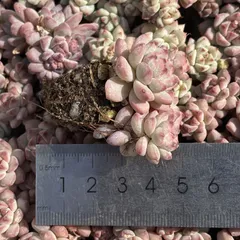 多肉植物　XY632　ホシユキ　16苗　土根付き　エケベリア　セダム　アエオニウム　韓国苗　第四種郵便で発送　寄せ植え　詰め合わせ