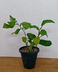 ベビーキウイ ケンズレッド メス 挿し木苗 抜き苗 H | Mercari