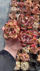 新入荷　プローラ　鮮やかな50苗セット　土と根付き　多肉植物　エケベリア　セダム　韓国苗　詰め合わせ　寄せ植え　X617