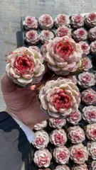 新入荷　ビロード　鮮やかな50苗セット　土と根付き　多肉植物　エケベリア　セダム　韓国苗　詰め合わせ　寄せ植え　X616