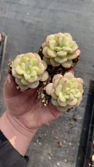 新入荷　タンゴニシキ　鮮やかな72苗セット　土と根付き　多肉植物　エケベリア　セダム　韓国苗　詰め合わせ　寄せ植え　X619