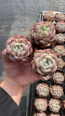 新入荷　ヴィート　鮮やかな50苗セット　土と根付き　多肉植物　エケベリア　セダム　韓国苗　詰め合わせ　寄せ植え　X620