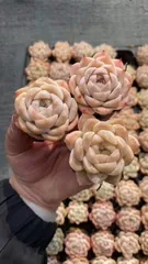新入荷　パーク　鮮やかな72苗セット　土と根付き　多肉植物　エケベリア　セダム　韓国苗　詰め合わせ　寄せ植え　X622