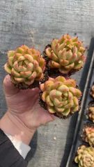 新入荷　レッドシュトウ　鮮やかな50苗セット　土と根付き　多肉植物　エケベリア　セダム　韓国苗　詰め合わせ　寄せ植え　X621