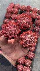 新入荷　ビワセイ　鮮やかな72苗セット　土と根付き　多肉植物　エケベリア　セダム　韓国苗　詰め合わせ　寄せ植え　X623