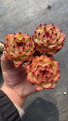 新入荷　ムーンストーン　鮮やかな50苗セット　土と根付き　多肉植物　エケベリア　セダム　韓国苗　詰め合わせ　寄せ植え　X624