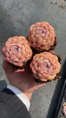 新入荷　セツガン　鮮やかな50苗セット　土と根付き　多肉植物　エケベリア　セダム　韓国苗　詰め合わせ　寄せ植え　X627