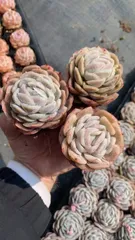 新入荷　セイナ　鮮やかな50苗セット　土と根付き　多肉植物　エケベリア　セダム　韓国苗　詰め合わせ　寄せ植え　X628