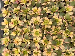 新入荷　エンニチキ　鮮やかな72苗セット　土と根付き　多肉植物　エケベリア　セダム　韓国苗　詰め合わせ　寄せ植え　X633