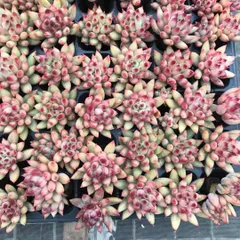 新入荷　ニダイグビジン　鮮やかな72苗セット　土と根付き　多肉植物　エケベリア　セダム　韓国苗　詰め合わせ　寄せ植え　X635