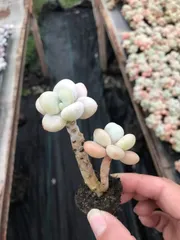 新入荷　セッカラクシン　鮮やかな72苗セット　土と根付き　多肉植物　エケベリア　セダム　韓国苗　詰め合わせ　寄せ植え　X637