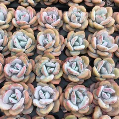 新入荷　ミルクティー　鮮やかな72苗セット　土と根付き　多肉植物　エケベリア　セダム　韓国苗　詰め合わせ　寄せ植え　X639