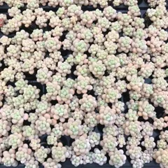 新入荷　ロココ　鮮やかな72苗セット　土と根付き　多肉植物　エケベリア　セダム　韓国苗　詰め合わせ　寄せ植え　X641