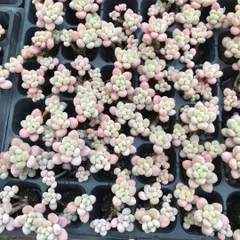 新入荷　キャビア　鮮やかな72苗セット　土と根付き　多肉植物　エケベリア　セダム　韓国苗　詰め合わせ　寄せ植え　X642