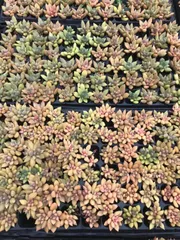 新入荷　レッドアイボリー　鮮やかな72苗セット　土と根付き　多肉植物　エケベリア　セダム　韓国苗　詰め合わせ　寄せ植え　X645