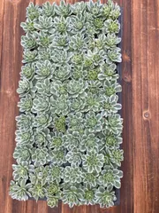 新入荷　ローズニシキ　鮮やかな72苗セット　土と根付き　多肉植物　エケベリア　セダム　韓国苗　詰め合わせ　寄せ植え　X646