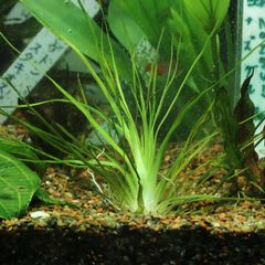 メルカリ便 xyris sp red水中葉大株1株 水草 ADA 水槽 - メルカリ