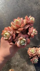 CY0991×10株 レンキョクグンセイ 土鉢付き 多肉植物 アエオニウム エケベリア サボテン 韓国苗