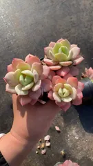 CY0992×10株 レンキョクショウグン 土鉢付き 多肉植物 アエオニウム エケベリア サボテン 韓国苗