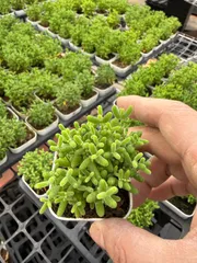 CY0840×10株 ミカンタマテキ 土鉢付き 多肉植物 アエオニウム エケベリア サボテン 韓国苗