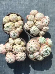 新入荷 ベリー×18株 AX1883抜き苗 多肉植物　詰め合わせ アエオニウム エケベリア サボテン 韓国苗
