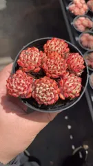 新入荷 ピンクヒメハスロウソウ×18株 AX1699抜き苗 多肉植物　詰め合わせ アエオニウム エケベリア サボテン 韓国苗
