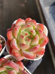 新入荷 ヘキヨウ×24株 AX1712抜き苗 多肉植物　詰め合わせ アエオニウム エケベリア サボテン 韓国苗
