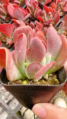 新入荷 カキツネ×24株 AX1731抜き苗 多肉植物　詰め合わせ アエオニウム エケベリア サボテン 韓国苗
