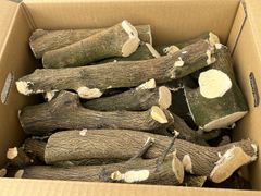 徳之島産キャッサバ苗挿木用苗10本いり スポット様専用 - メルカリ