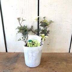 クレマチス ペトリエイ 可愛い緑タイプ花 8大株お得セット