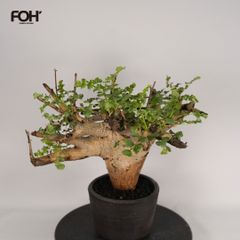 希少種 Commiphora wildii コミフォラ ワイルディ 大型株 - メルカリ