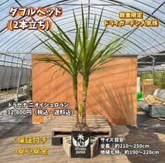 2026年最新】ドラセナ ニオイシュロランの人気アイテム - メルカリ