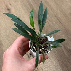 Homalomena anthurioides ホマロメナ アンスリオイデス - メルカリ