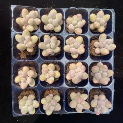 初心者向け！　団子　16苗セット　土と根付き　第四種郵便で発送　多肉植物　韓国苗　エケベリア　XY752