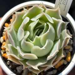 ハオルチア ☆ 白蛇伝（カキ仔発根済み）白プラポット付き メルカリ便