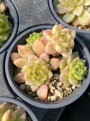 CY1040×10株 シチキゲキュングン 土鉢付き 多肉植物 アエオニウム エケベリア サボテン 韓国苗