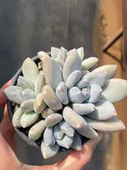 CY1106×10株 サンシキビジングン 土鉢付き 多肉植物 アエオニウム エケベリア サボテン 韓国苗