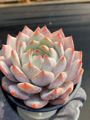 CY1115×10株 ナナ 土鉢付き 多肉植物 アエオニウム エケベリア サボテン 韓国苗