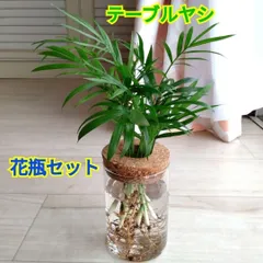テーブルヤシ☆水耕栽培用ガラス製花瓶☆コルク蓋付き☆蓋取外し可能☆花瓶セット