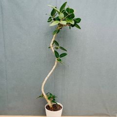 現品］14番 シェフレラグランディ 曲がり 8号 観葉植物 斑入り 室内
